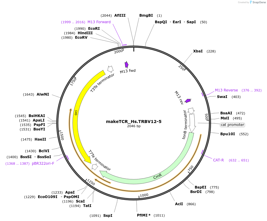 233999-plasmid-map-sequence-id-468317