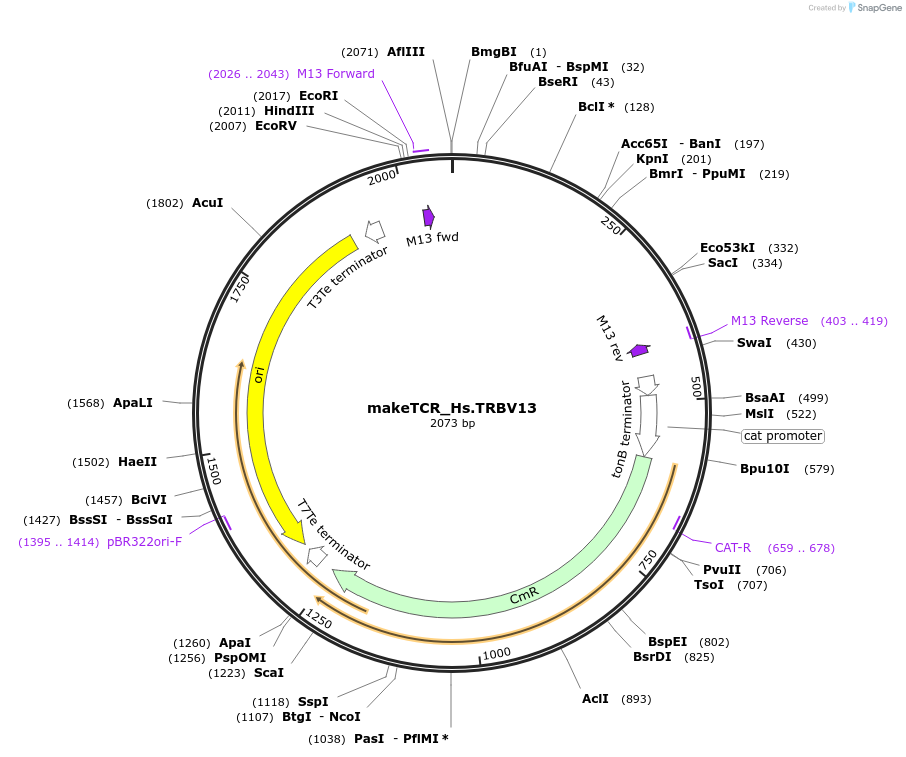 234000-plasmid-map-sequence-id-468318