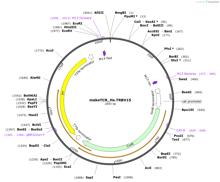 234002-plasmid-map-sequence-id-468319
