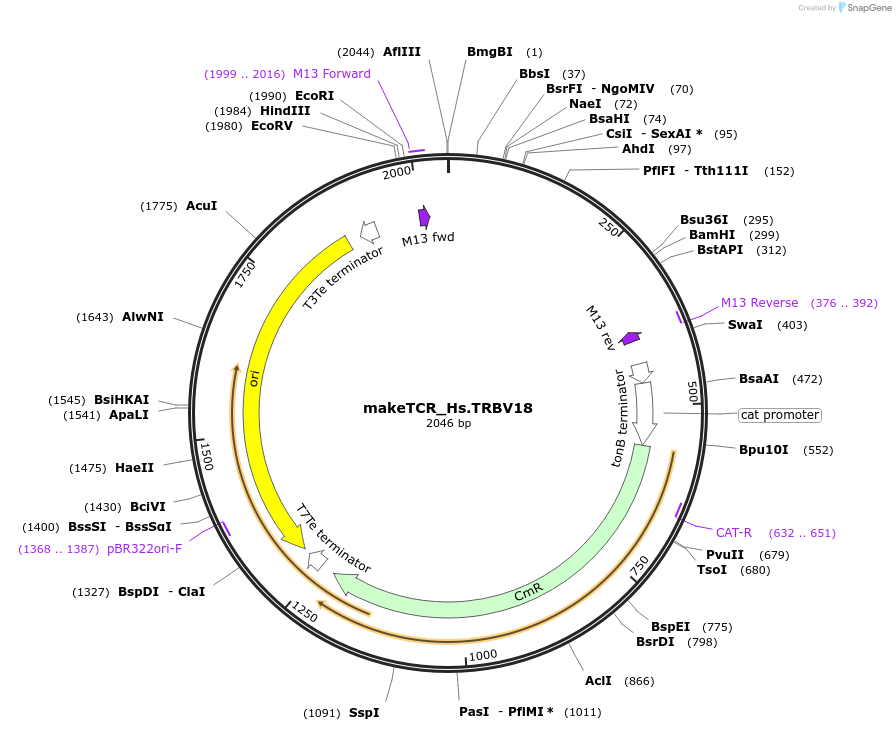 234004-plasmid-map-sequence-id-468321