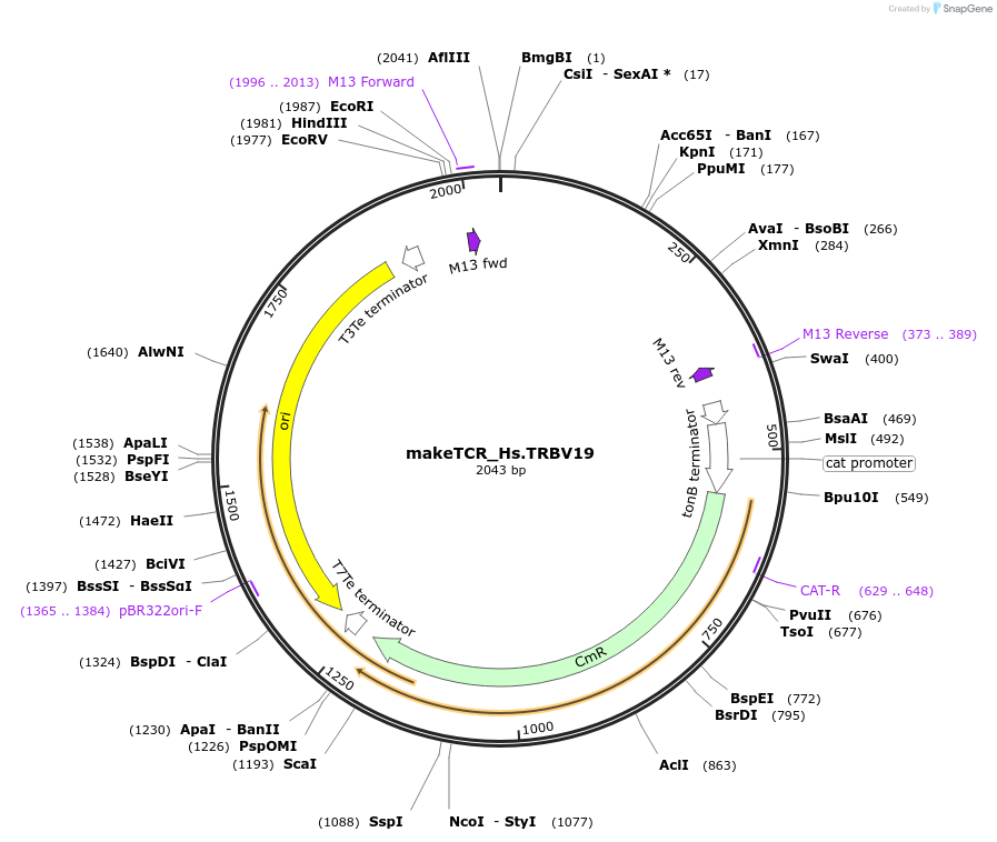 234005-plasmid-map-sequence-id-468322