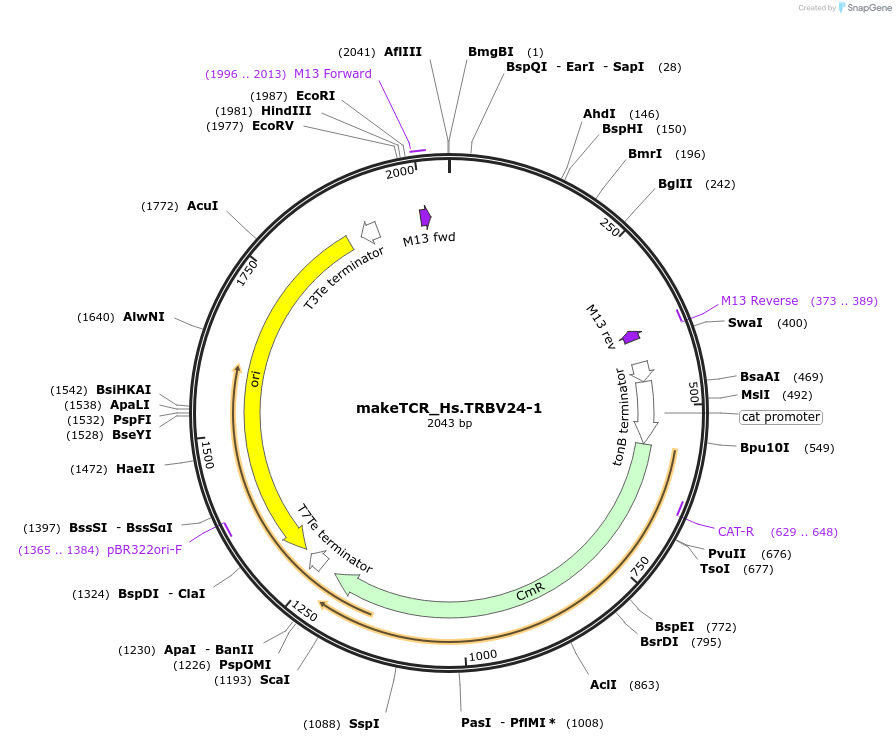 234007-plasmid-map-sequence-id-468323