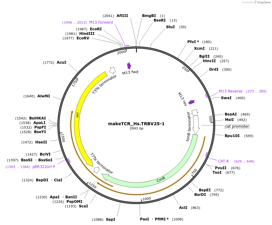 234008-plasmid-map-sequence-id-468324