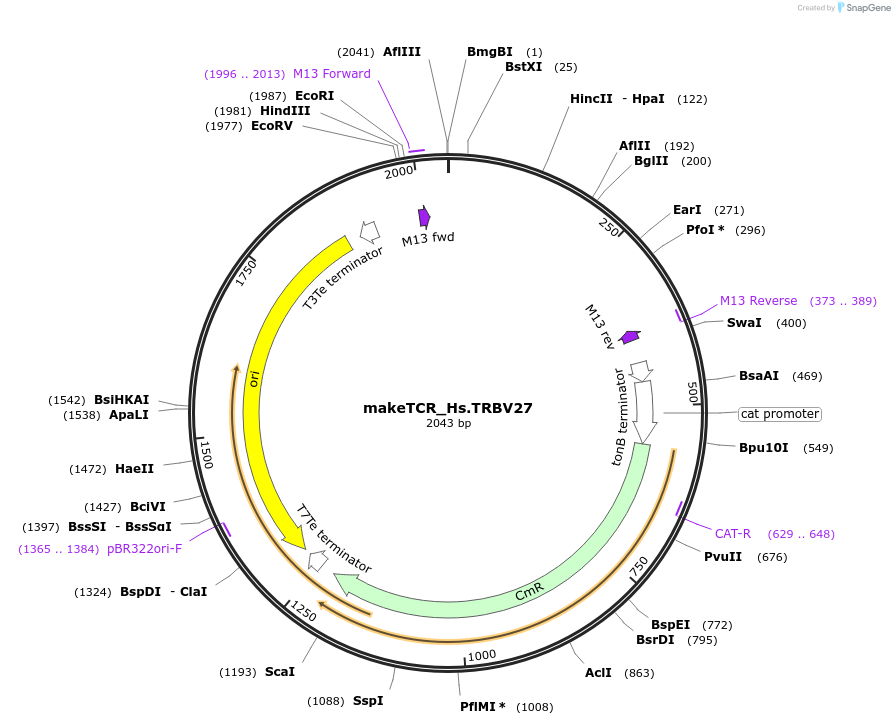234009-plasmid-map-sequence-id-468325