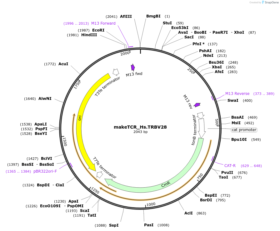 234010-plasmid-map-sequence-id-468326