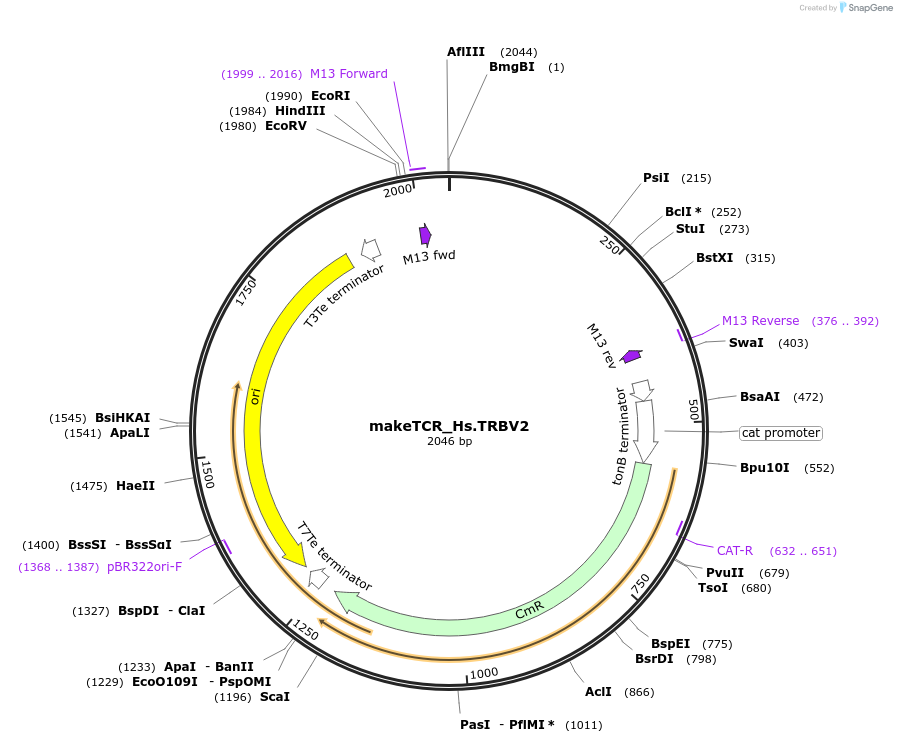 234012-plasmid-map-sequence-id-468328