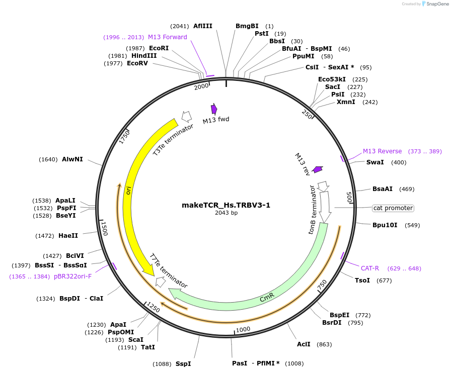 234013-plasmid-map-sequence-id-468329