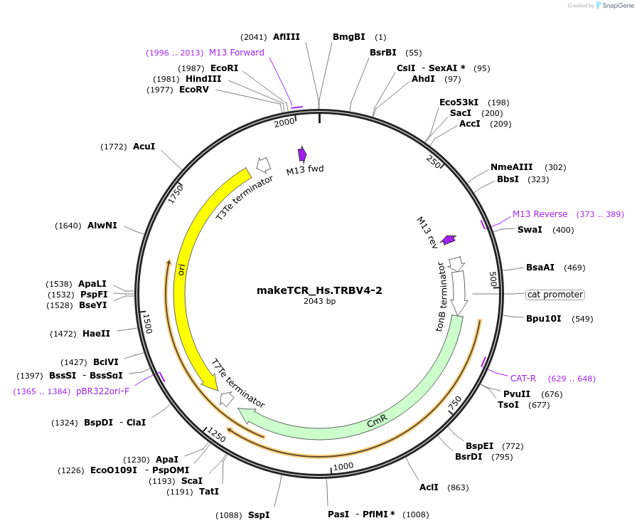 234016-plasmid-map-sequence-id-468331