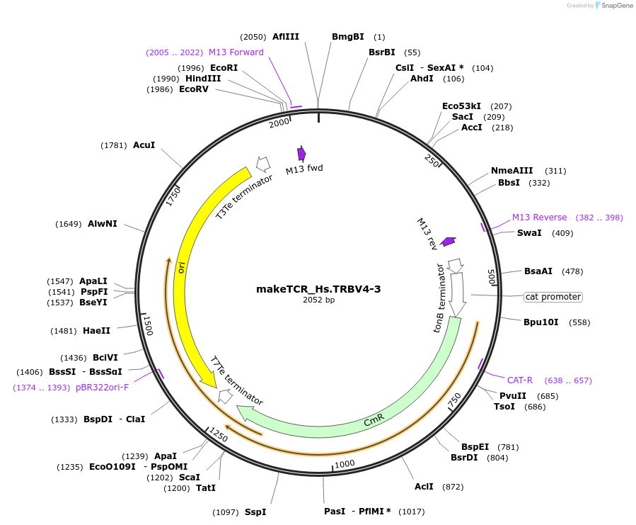 234017-plasmid-map-sequence-id-468332