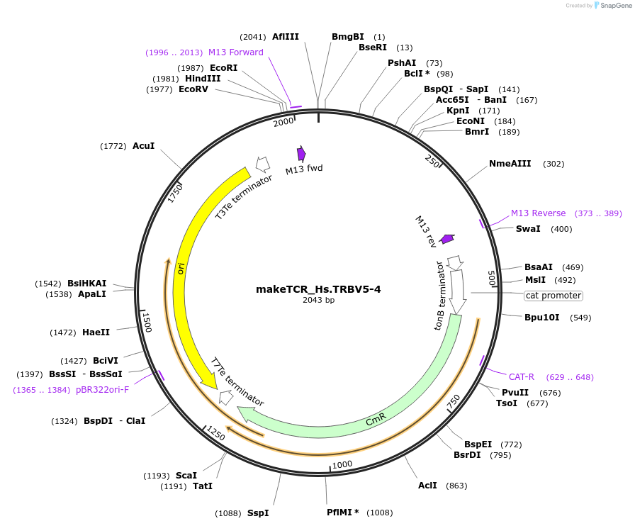 234019-plasmid-map-sequence-id-468333