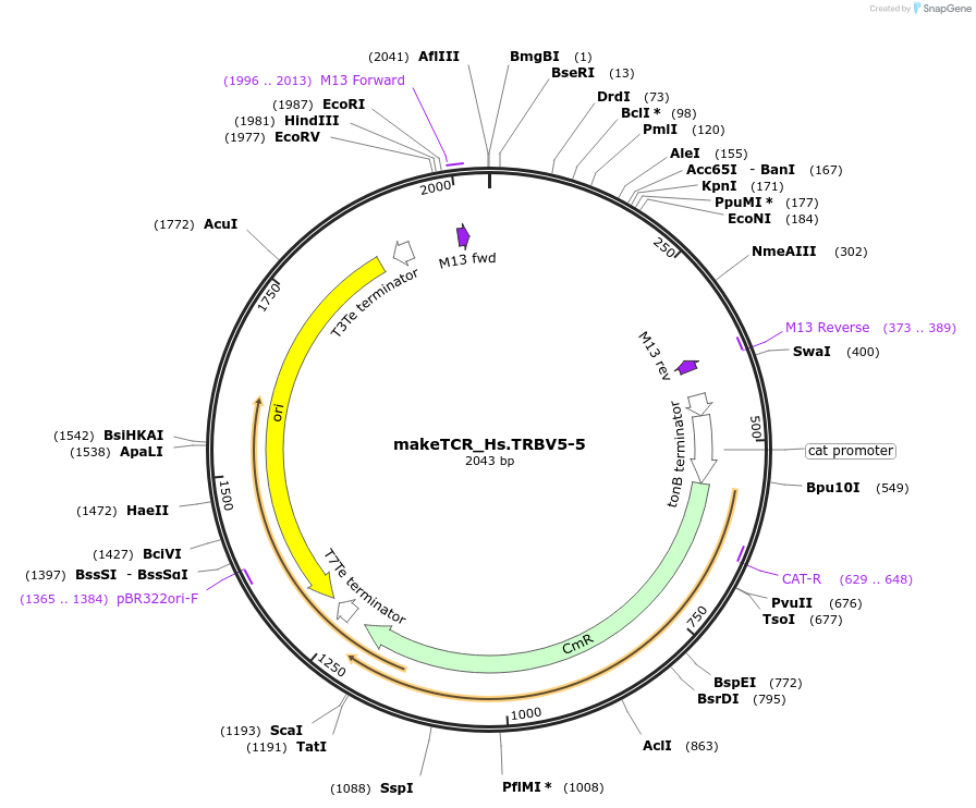 234020-plasmid-map-sequence-id-468334