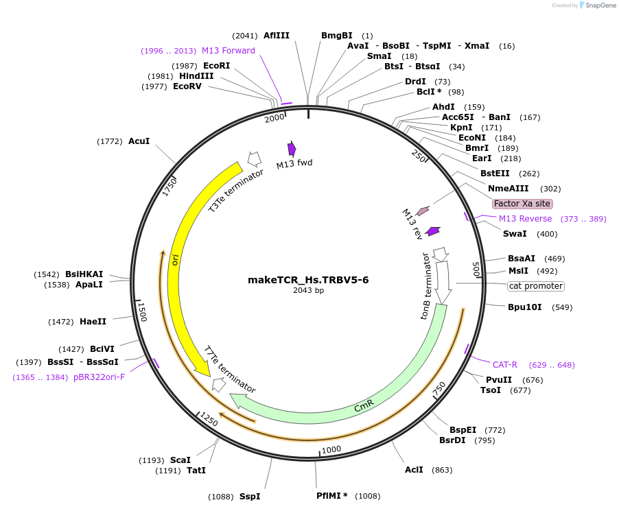 234021-plasmid-map-sequence-id-468335