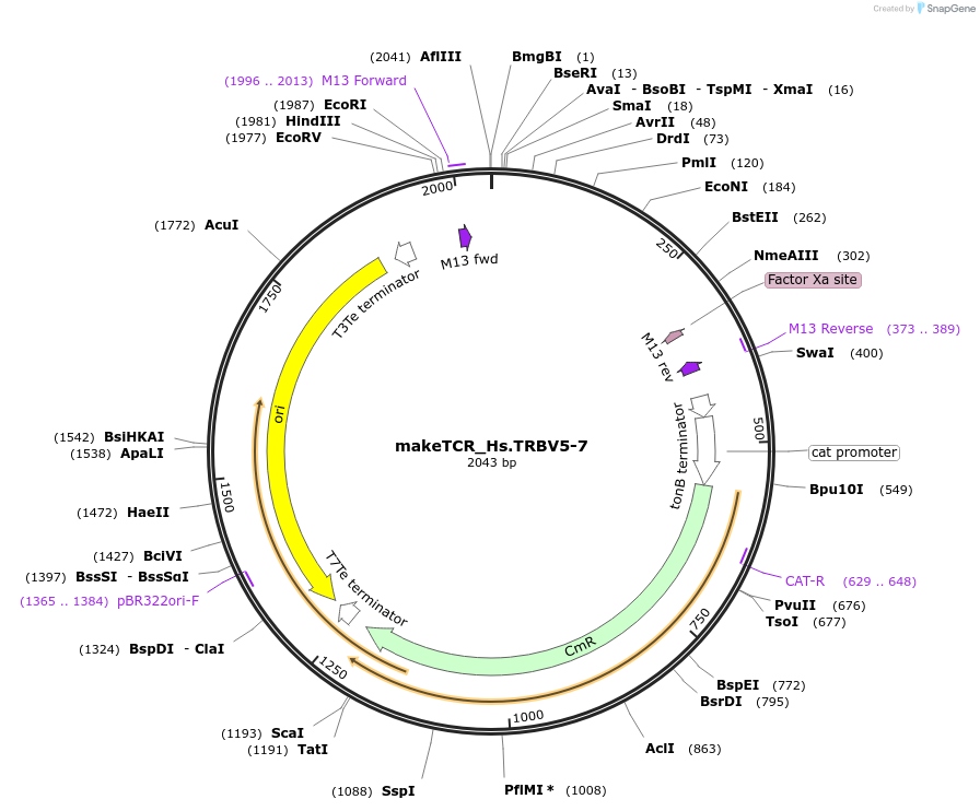 234022-plasmid-map-sequence-id-468336