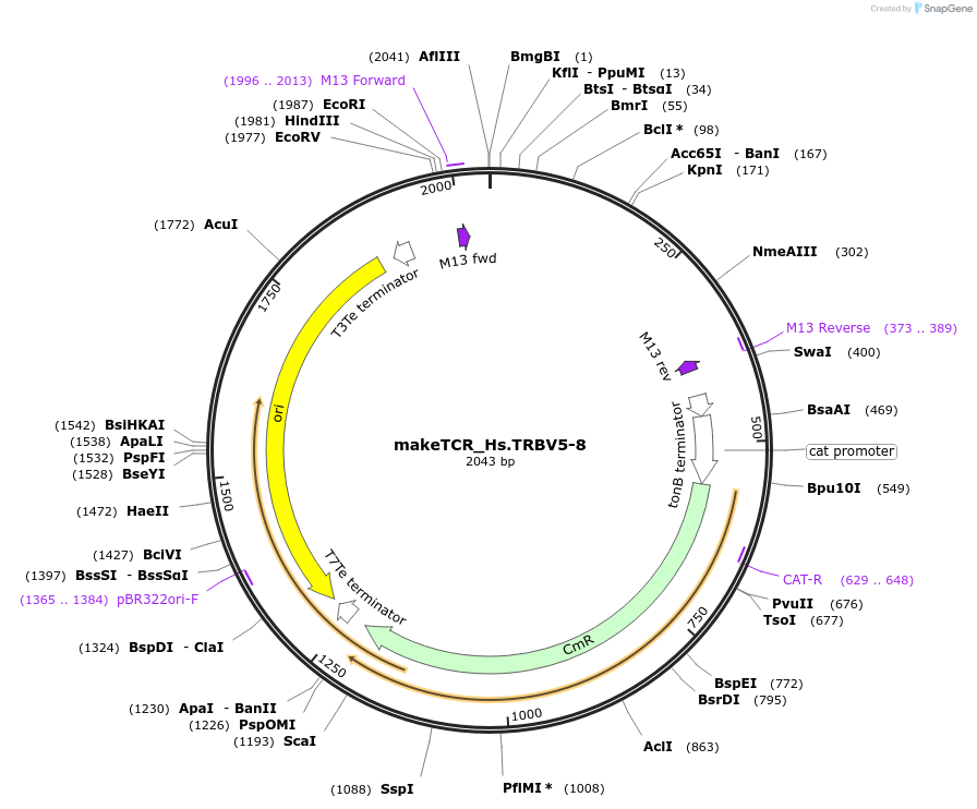 234023-plasmid-map-sequence-id-468337