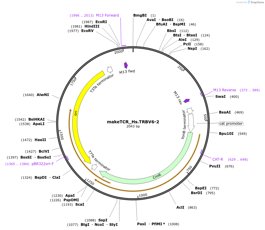 234025-plasmid-map-sequence-id-468338