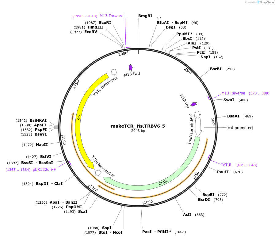 234027-plasmid-map-sequence-id-468339