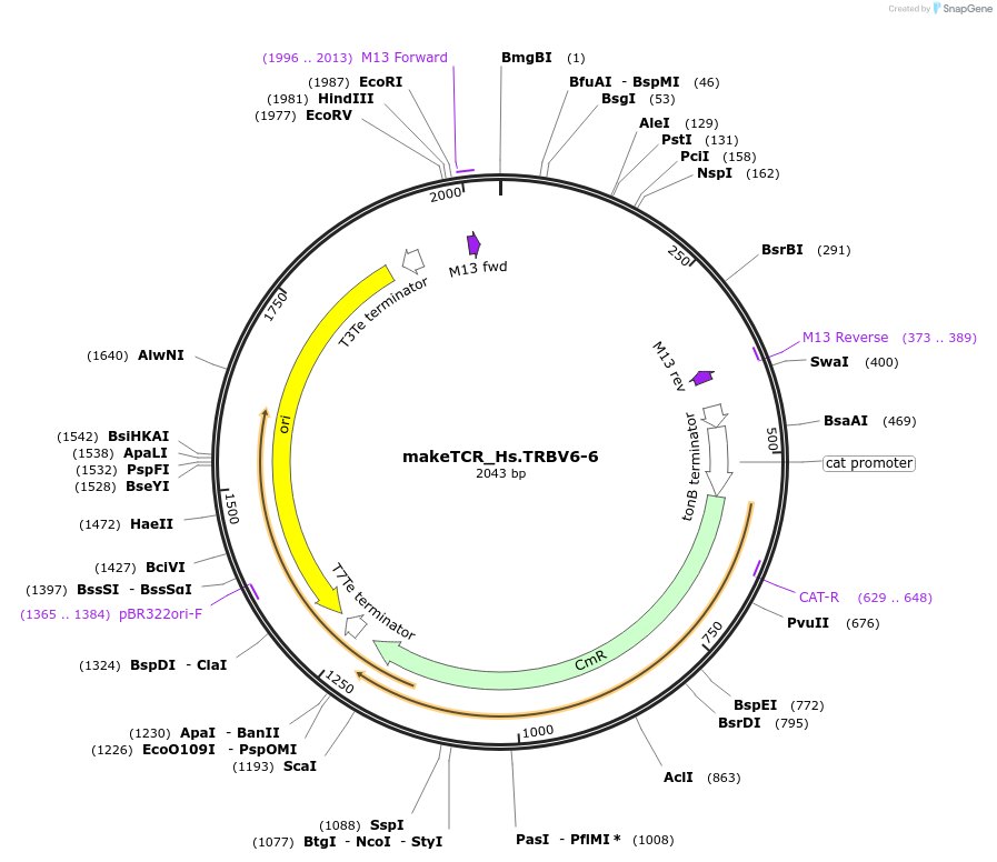 234028-plasmid-map-sequence-id-468340