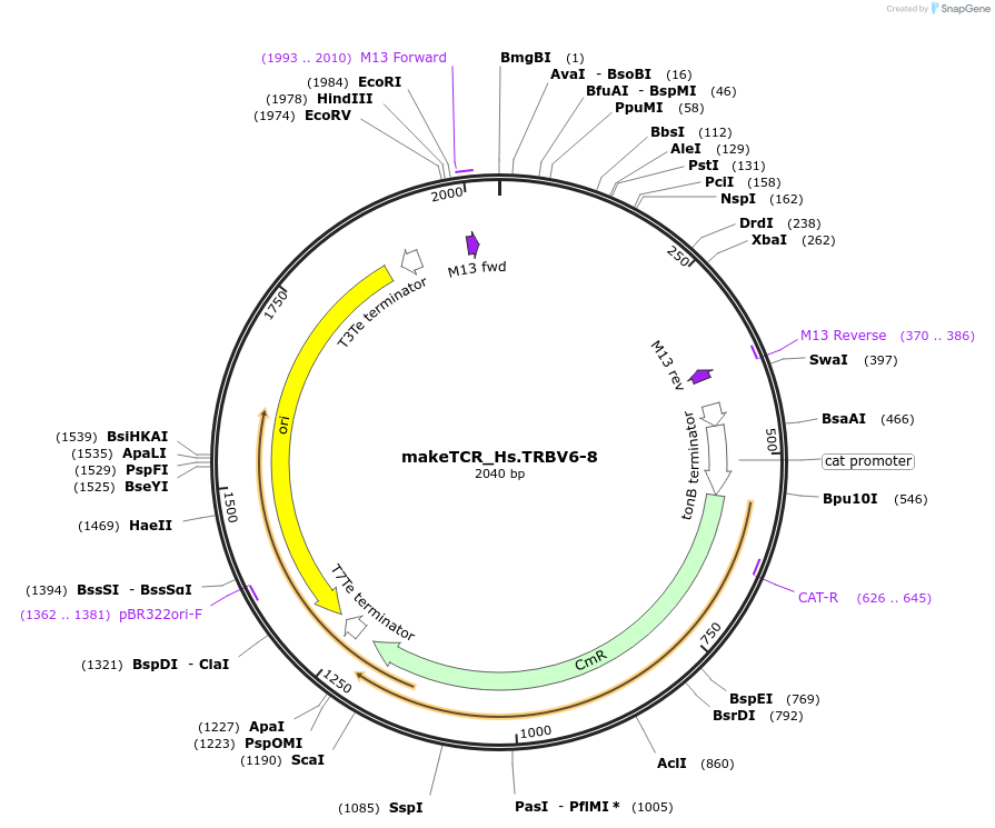 234029-plasmid-map-sequence-id-468341