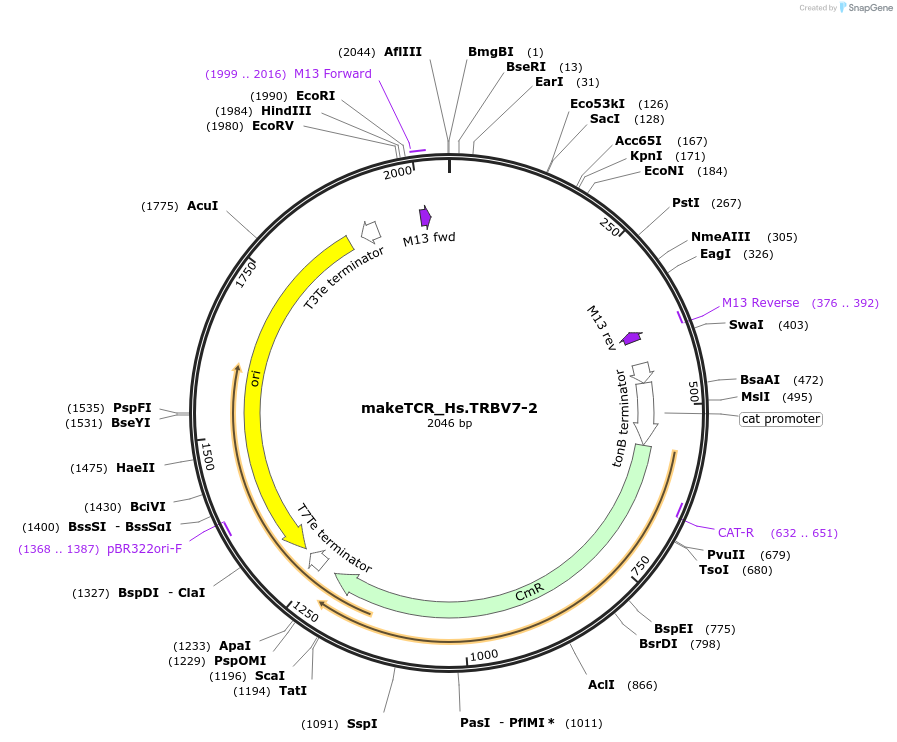 234030-plasmid-map-sequence-id-468342