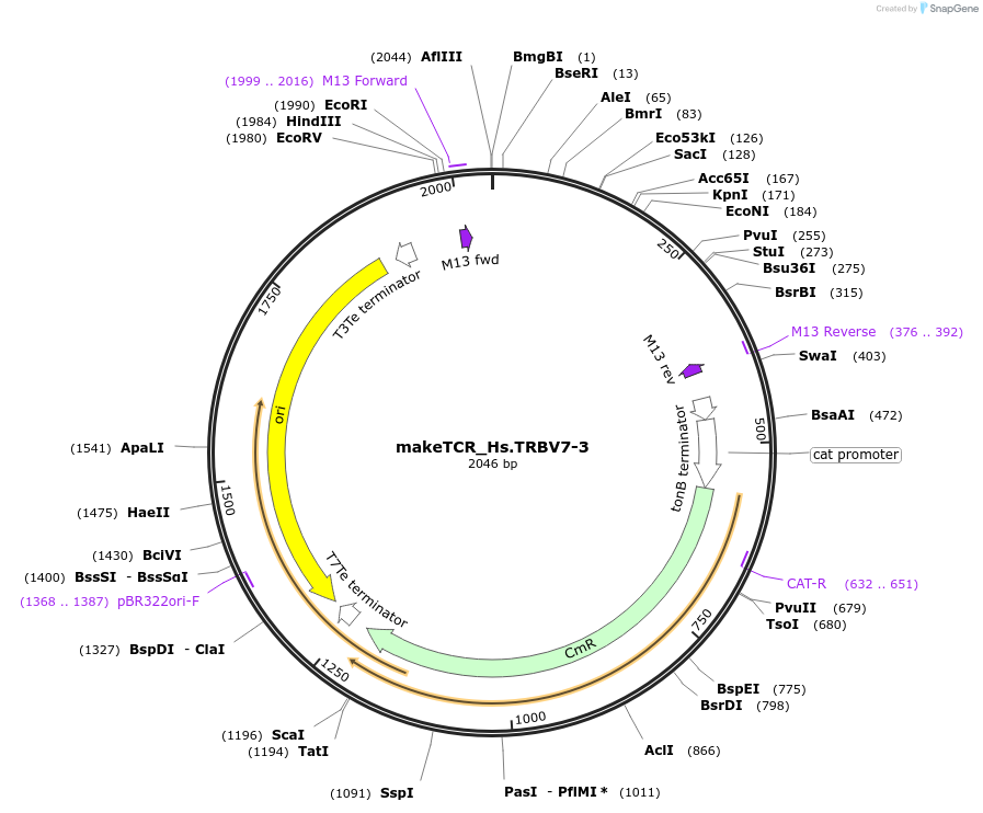 234031-plasmid-map-sequence-id-468343