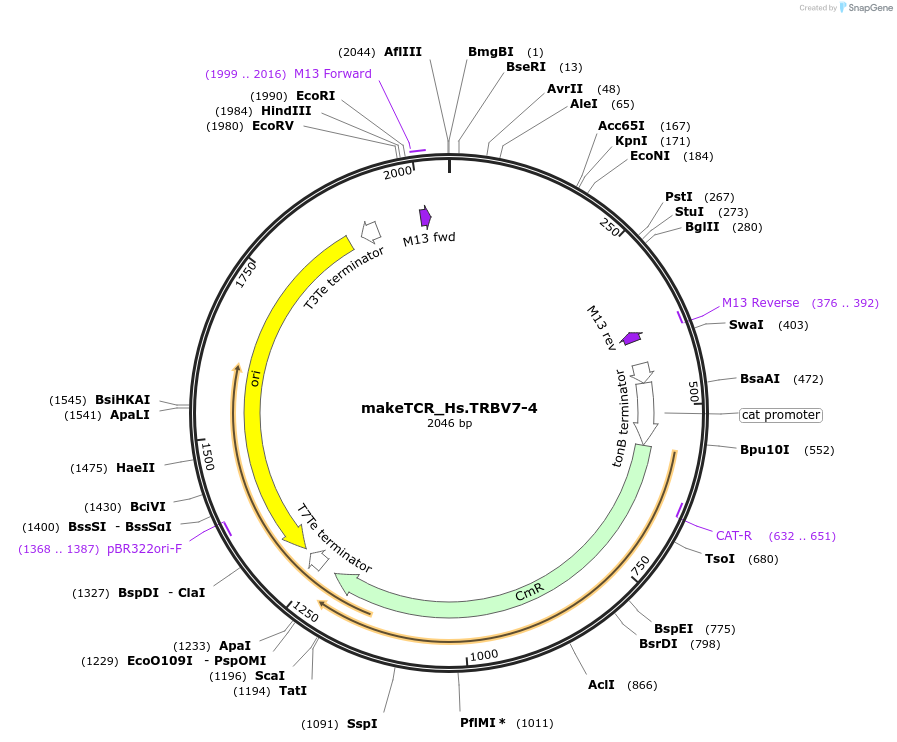 234032-plasmid-map-sequence-id-468344