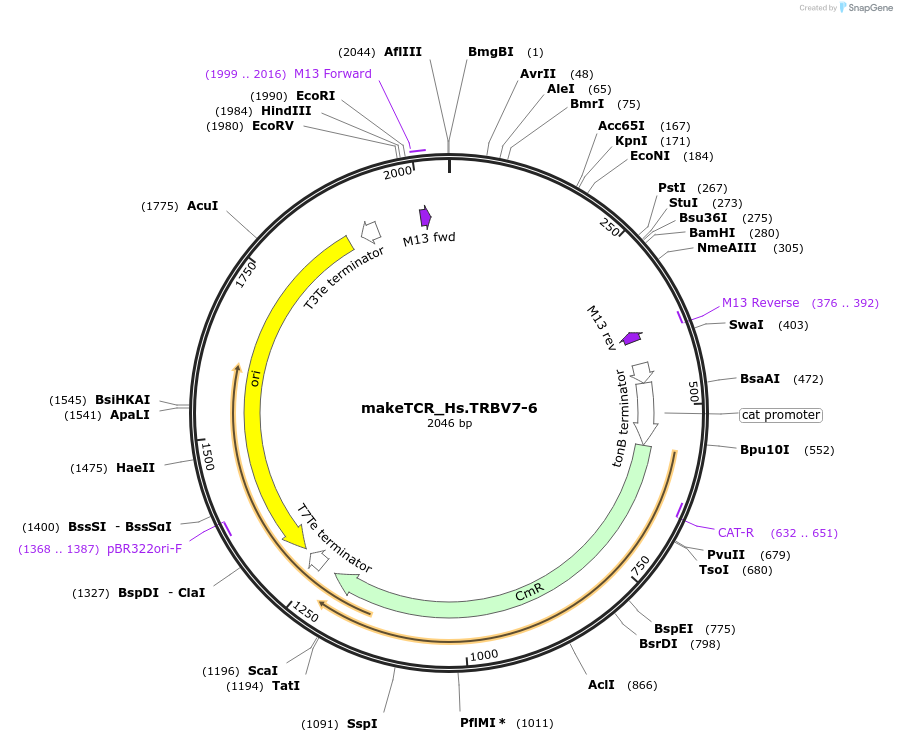234033-plasmid-map-sequence-id-468345