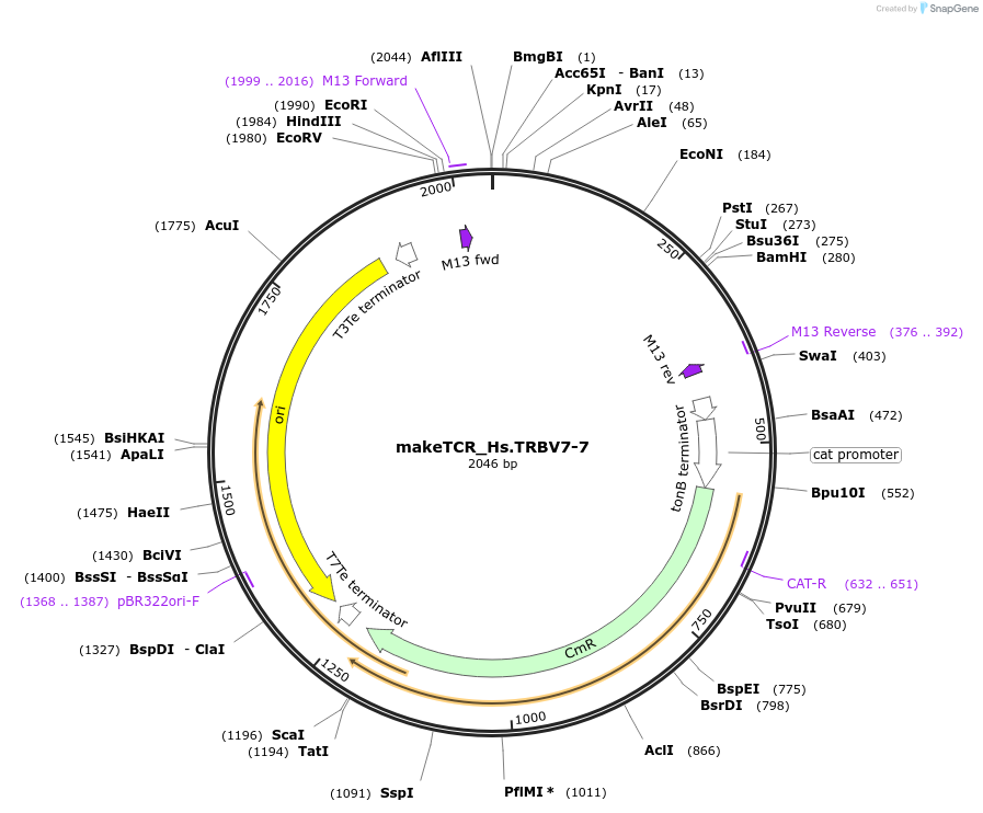 234034-plasmid-map-sequence-id-468346
