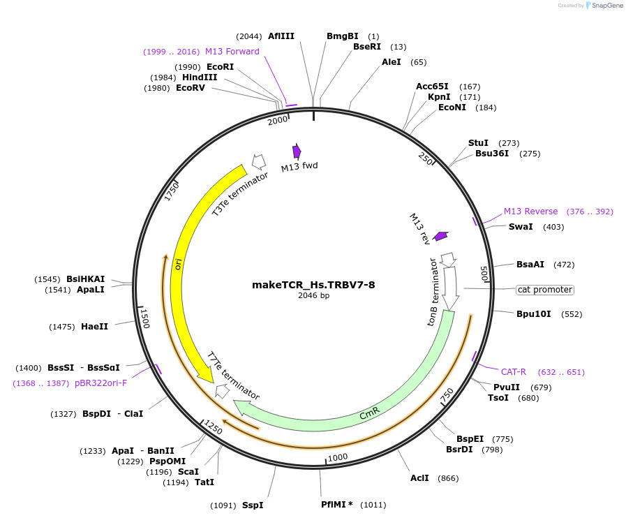 234035-plasmid-map-sequence-id-468347