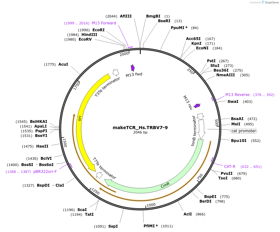 234036-plasmid-map-sequence-id-468348