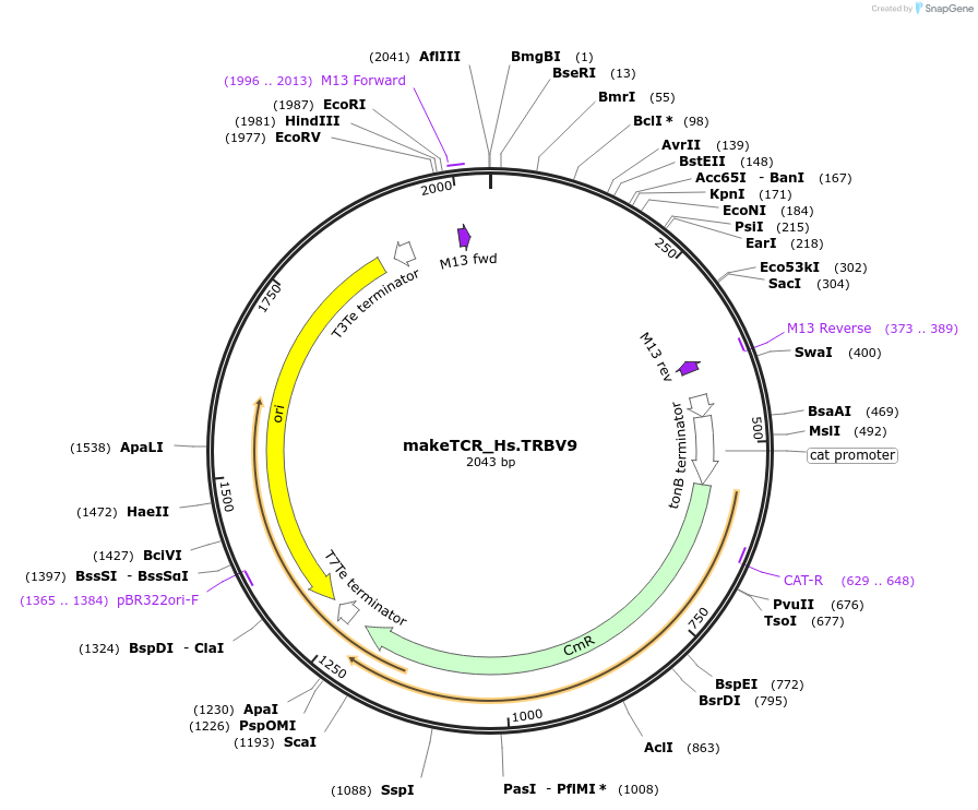 234037-plasmid-map-sequence-id-468349