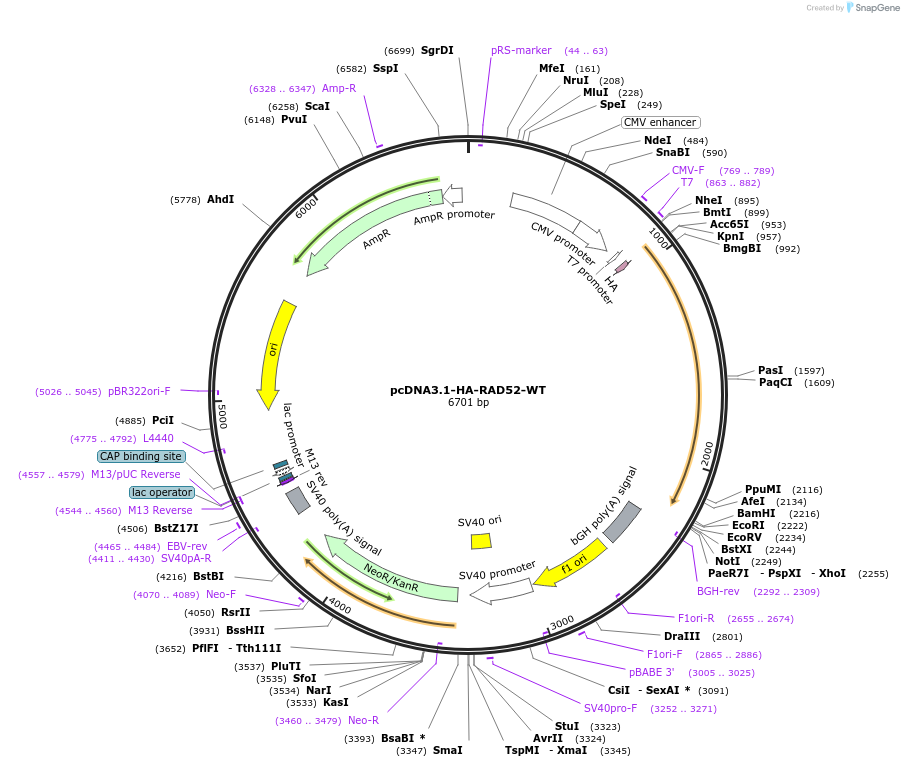 235676-plasmid-map-sequence-id-468353