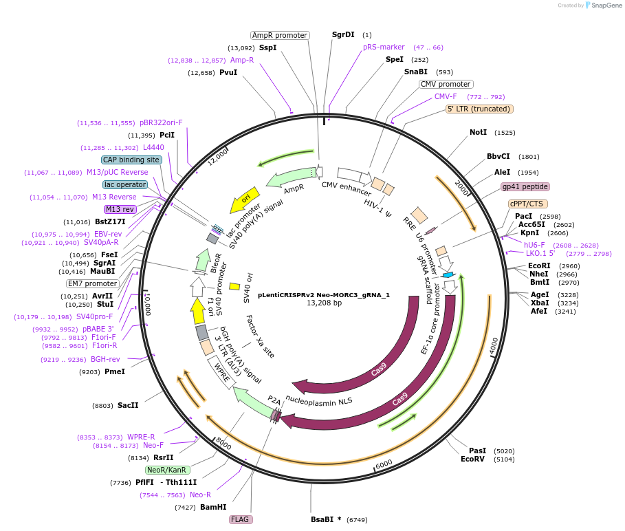 235529-plasmid-map-sequence-id-468357