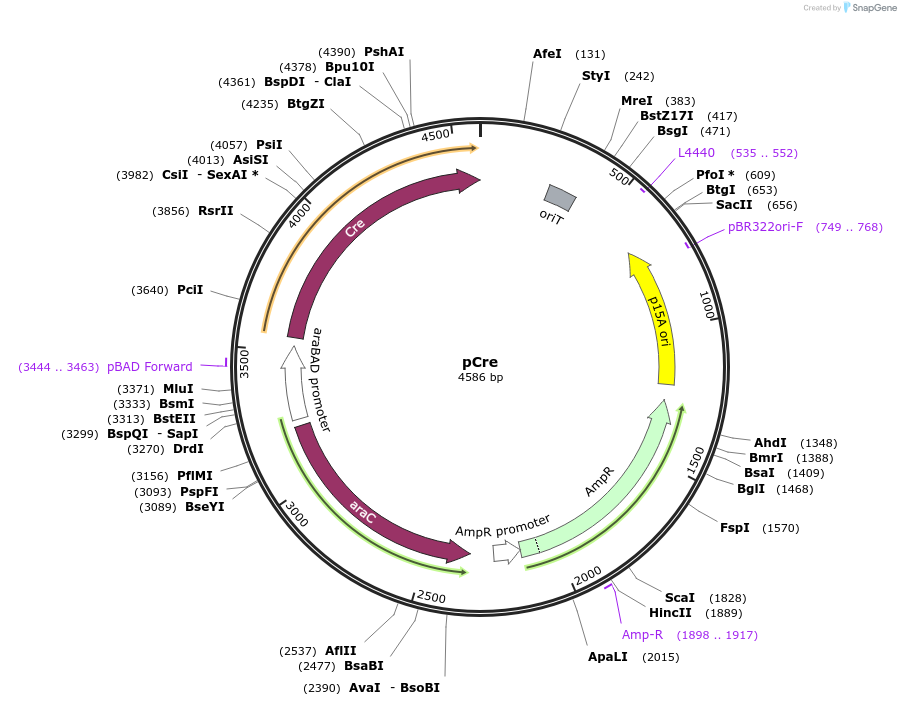 236212-plasmid-map-sequence-id-468362