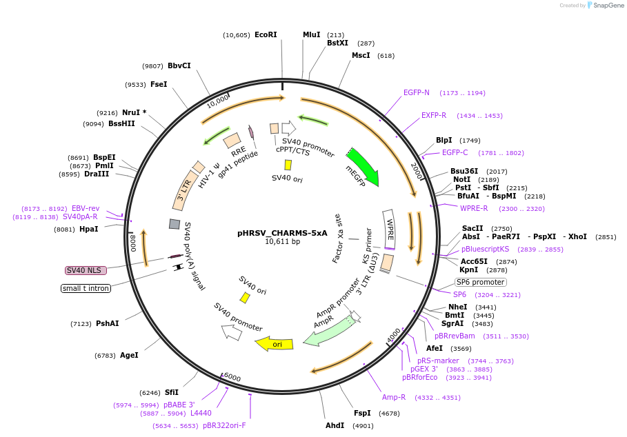 233928-plasmid-map-sequence-id-468363