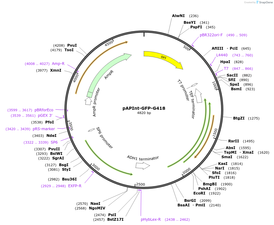 236478-plasmid-map-sequence-id-468366