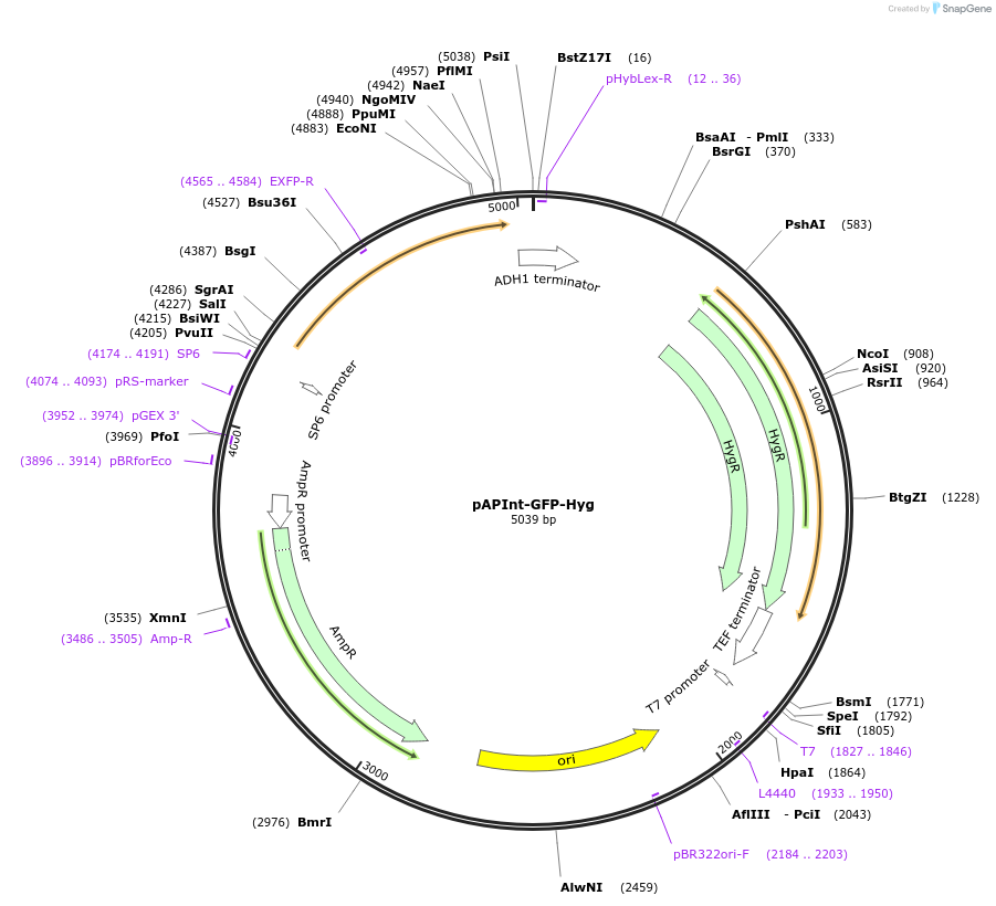 236477-plasmid-map-sequence-id-468367