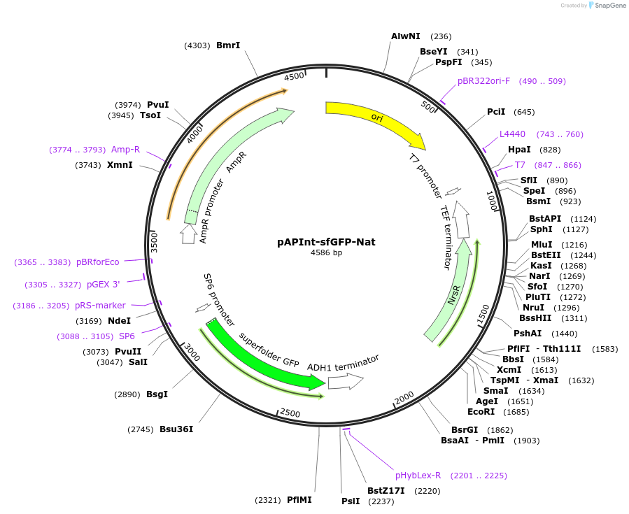 236479-plasmid-map-sequence-id-468368