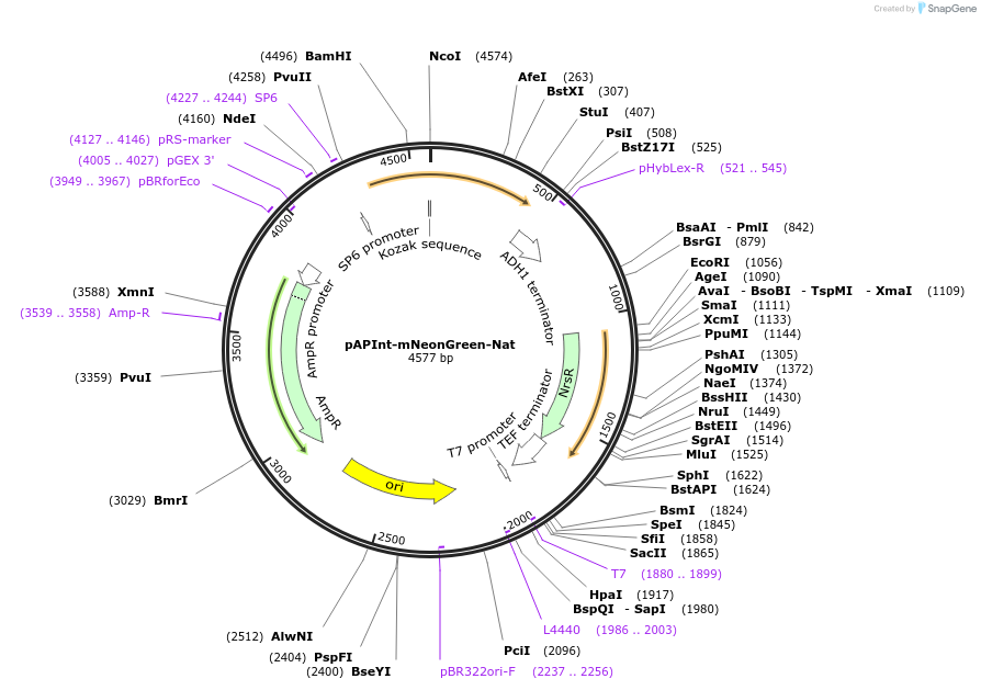 236482-plasmid-map-sequence-id-468369