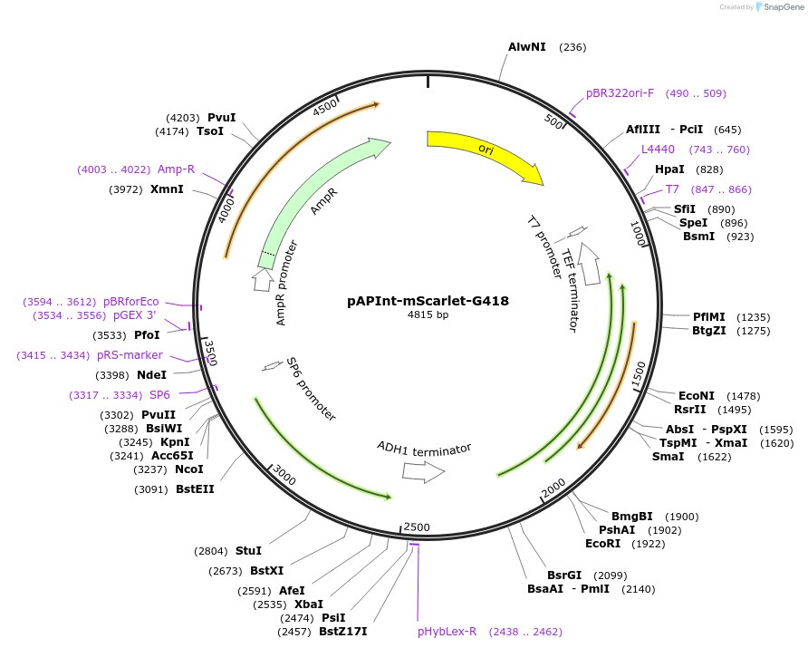 236493-plasmid-map-sequence-id-468381