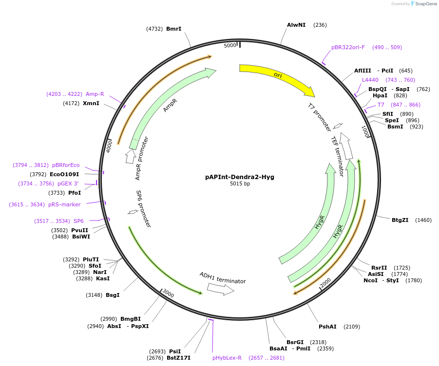 236495-plasmid-map-sequence-id-468385