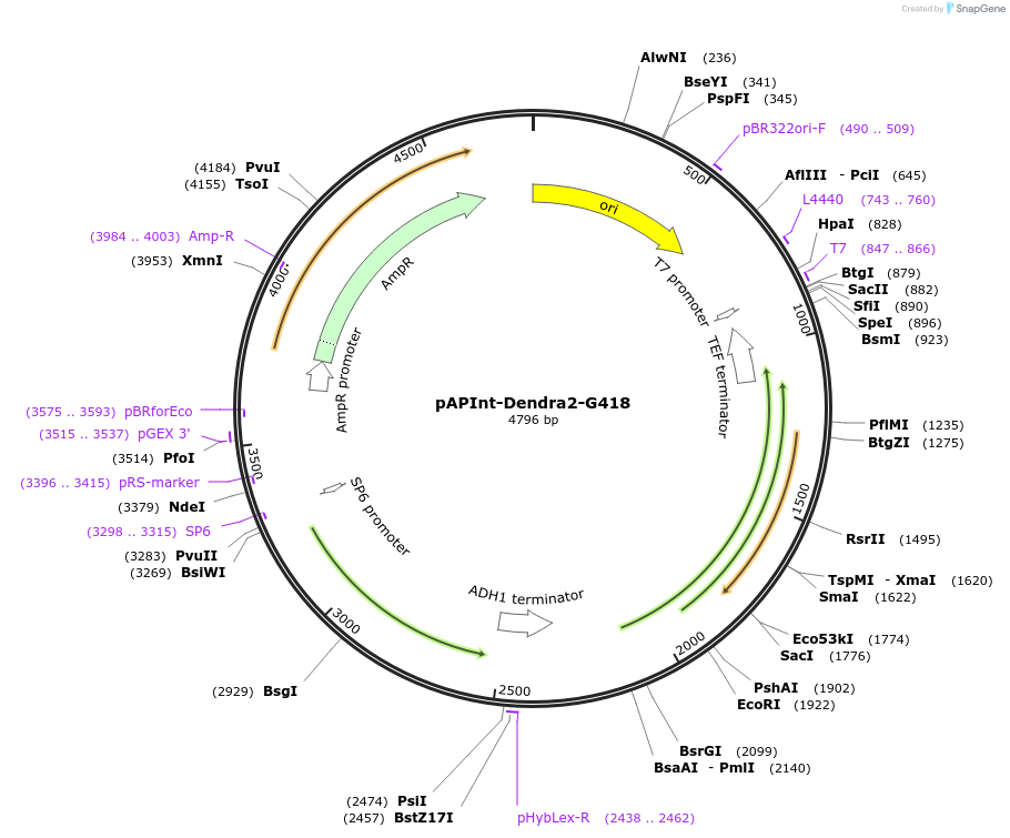 236496-plasmid-map-sequence-id-468394