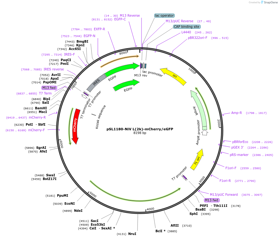 234654-plasmid-map-sequence-id-468396