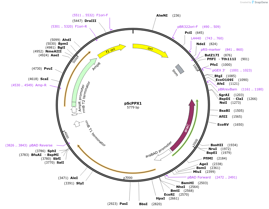 233713-plasmid-map-sequence-id-468400