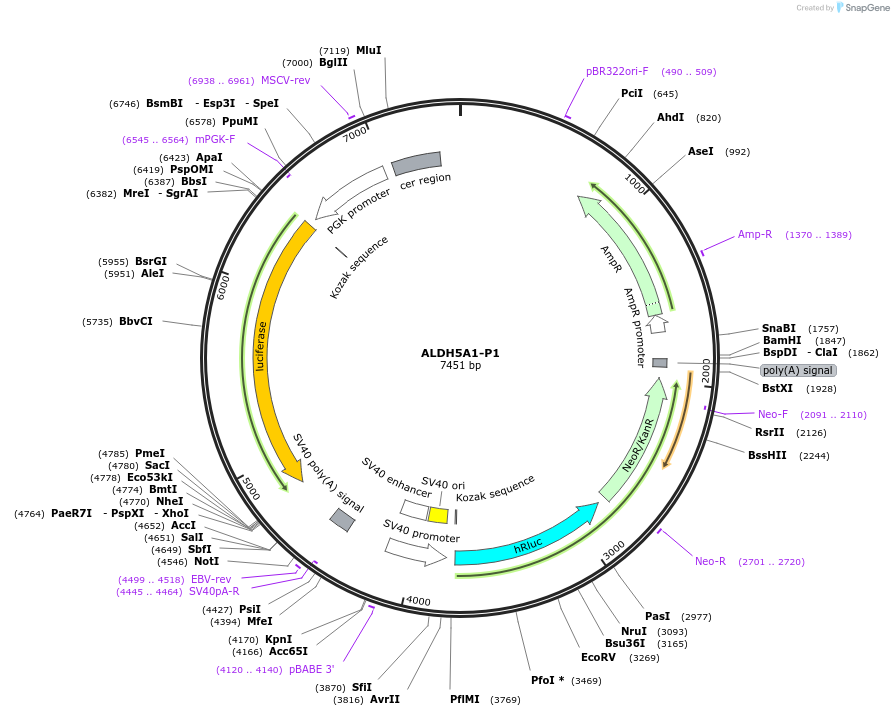 236020-plasmid-map-sequence-id-468425