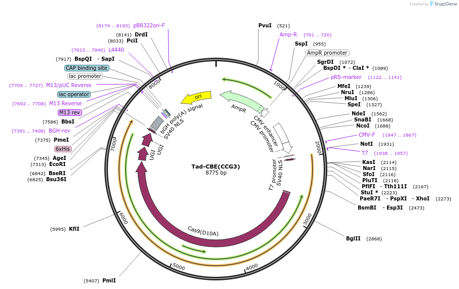 235074-plasmid-map-sequence-id-468470