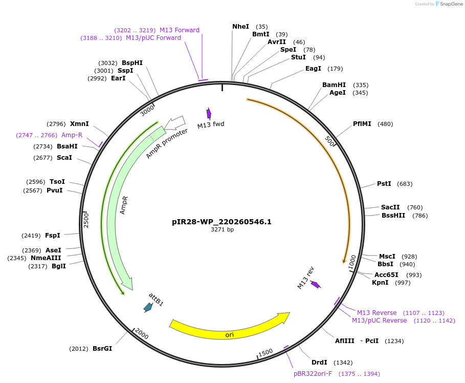 232700-plasmid-map-sequence-id-468472
