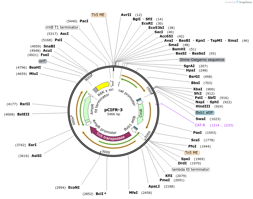 233295-plasmid-map-sequence-id-468475