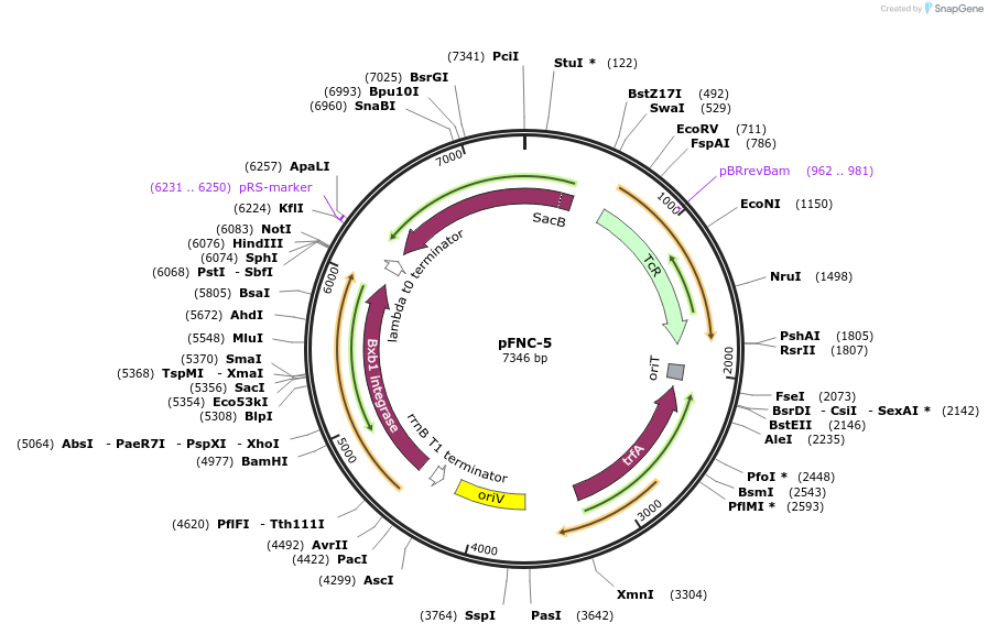 233297-plasmid-map-sequence-id-468477