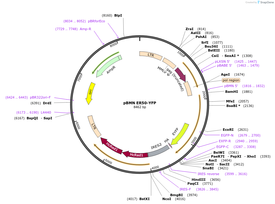 37259-plasmid-map-sequence-id-46848