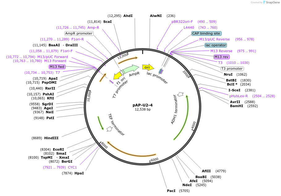 236475-plasmid-map-sequence-id-468488